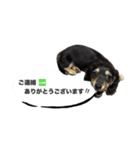 ダックスのエデルさん。（敬語まじりver.）（個別スタンプ：7）