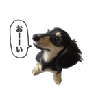 ダックスのエデルさん。（敬語まじりver.）（個別スタンプ：9）