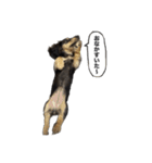 ダックスのエデルさん。（敬語まじりver.）（個別スタンプ：14）