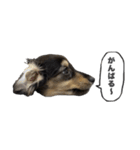 ダックスのエデルさん。（敬語まじりver.）（個別スタンプ：16）