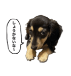 ダックスのエデルさん。（敬語まじりver.）（個別スタンプ：18）