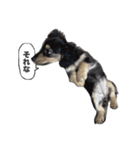 ダックスのエデルさん。（敬語まじりver.）（個別スタンプ：20）
