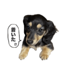 ダックスのエデルさん。（敬語まじりver.）（個別スタンプ：22）