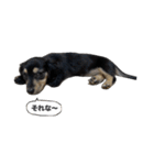 ダックスのエデルさん。（敬語まじりver.）（個別スタンプ：23）