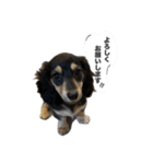 ダックスのエデルさん。（敬語まじりver.）（個別スタンプ：24）