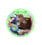 いつでもねこねこスタンプ（敬語編）（個別スタンプ：1）