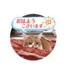 いつでもねこねこスタンプ（敬語編）（個別スタンプ：2）