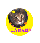 いつでもねこねこスタンプ（敬語編）（個別スタンプ：3）