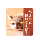 いつでもねこねこスタンプ（敬語編）（個別スタンプ：4）