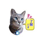 いつでもねこねこスタンプ（敬語編）（個別スタンプ：5）