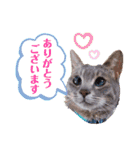 いつでもねこねこスタンプ（敬語編）（個別スタンプ：6）