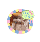 いつでもねこねこスタンプ（敬語編）（個別スタンプ：7）