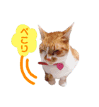 いつでもねこねこスタンプ（敬語編）（個別スタンプ：8）