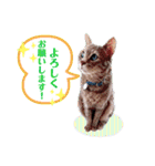 いつでもねこねこスタンプ（敬語編）（個別スタンプ：9）