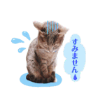 いつでもねこねこスタンプ（敬語編）（個別スタンプ：10）