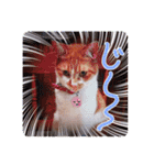 いつでもねこねこスタンプ（敬語編）（個別スタンプ：11）