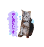 いつでもねこねこスタンプ（敬語編）（個別スタンプ：12）