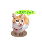 いつでもねこねこスタンプ（敬語編）（個別スタンプ：13）