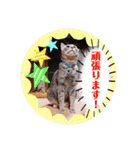 いつでもねこねこスタンプ（敬語編）（個別スタンプ：14）