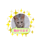 いつでもねこねこスタンプ（敬語編）（個別スタンプ：15）