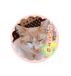 いつでもねこねこスタンプ（敬語編）（個別スタンプ：16）