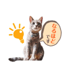 いつでもねこねこスタンプ（敬語編）（個別スタンプ：17）