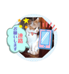 いつでもねこねこスタンプ（敬語編）（個別スタンプ：18）
