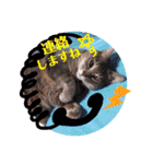 いつでもねこねこスタンプ（敬語編）（個別スタンプ：19）