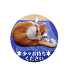 いつでもねこねこスタンプ（敬語編）（個別スタンプ：20）