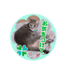 いつでもねこねこスタンプ（敬語編）（個別スタンプ：21）