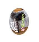 いつでもねこねこスタンプ（敬語編）（個別スタンプ：22）