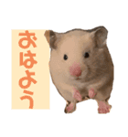 松さん時々富士ちゃん（個別スタンプ：1）