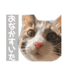 松さん時々富士ちゃん（個別スタンプ：13）