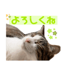松さん時々富士ちゃん（個別スタンプ：15）