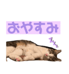松さん時々富士ちゃん（個別スタンプ：16）