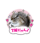 ミーちゃんスタンプ4（個別スタンプ：1）