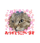 ミーちゃんスタンプ4（個別スタンプ：9）