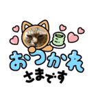 ミーちゃんスタンプ4（個別スタンプ：10）