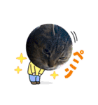 ミーちゃんスタンプ4（個別スタンプ：12）