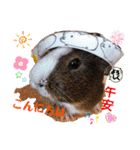 モルモットちょこ天竺鼠(日本語と台湾語)（個別スタンプ：2）