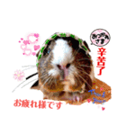 モルモットちょこ天竺鼠(日本語と台湾語)（個別スタンプ：10）