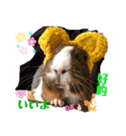 モルモットちょこ天竺鼠(日本語と台湾語)（個別スタンプ：12）