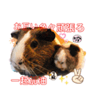 モルモットちょこ天竺鼠(日本語と台湾語)（個別スタンプ：16）