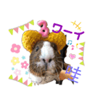 モルモットちょこ天竺鼠(日本語と台湾語)（個別スタンプ：20）