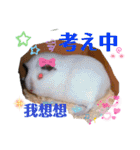 モルモットちょこ天竺鼠(日本語と台湾語)（個別スタンプ：24）