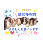モルモットちょこ天竺鼠(日本語と台湾語)（個別スタンプ：26）