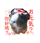 モルモットちょこ天竺鼠(日本語と台湾語)（個別スタンプ：31）