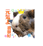 モルモットちょこ天竺鼠(日本語と台湾語)（個別スタンプ：32）