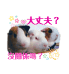 モルモットちょこ天竺鼠(日本語と台湾語)（個別スタンプ：33）