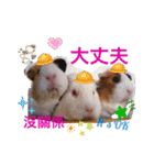 モルモットちょこ天竺鼠(日本語と台湾語)（個別スタンプ：34）